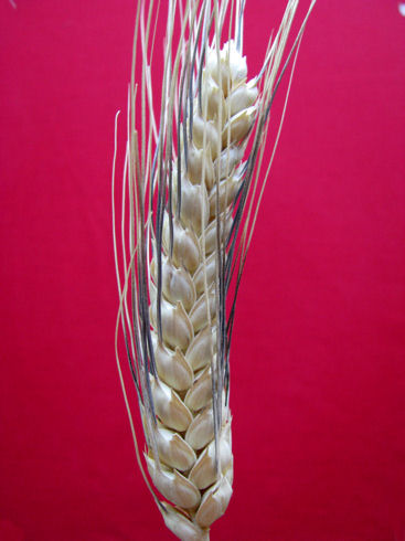 ciciredda